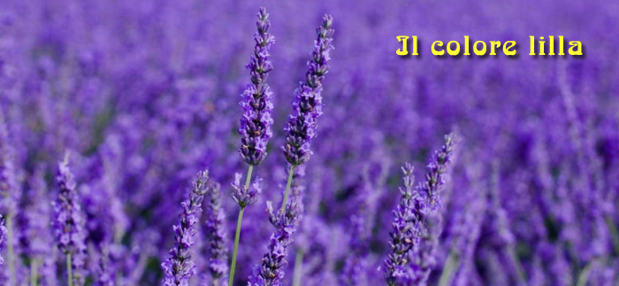 lilla lavender